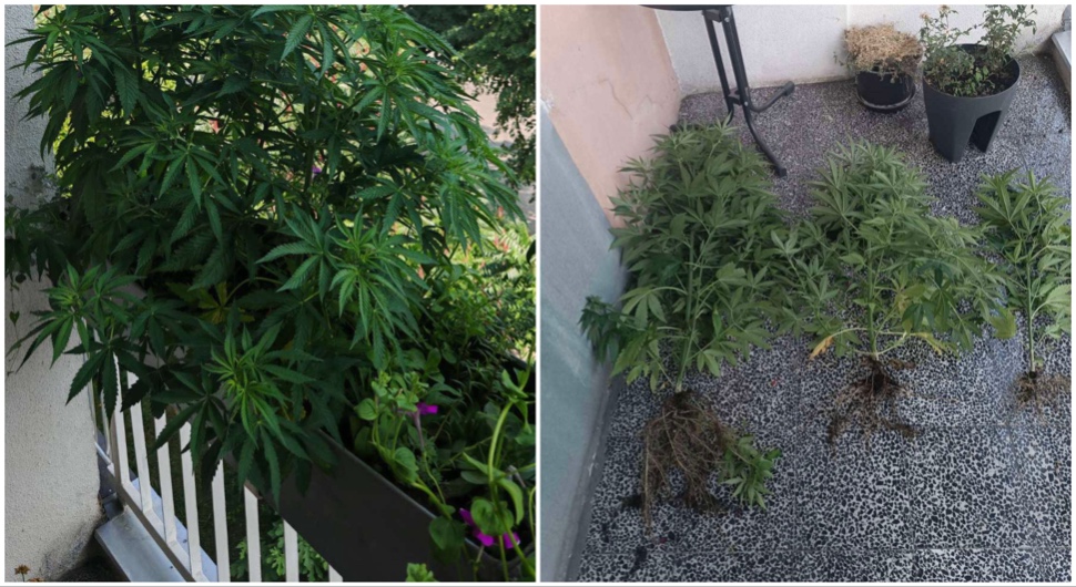 marihuana na balkonu.jpg